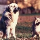 도그바라기 이미지