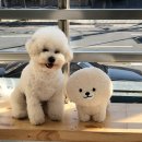 희야네 애견미용실 이미지