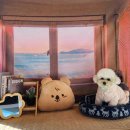 휴개소 | 양산애견카페추천 ᆢ 댕댕휴개소 넓은옥상정원 대형견DAY