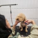 이쁘개몽 이미지