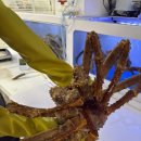 킹크랩대게한상 | 일산 킹스킹크랩 대게코스 후기 황금수율 대게와 알찬 한상