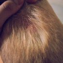 다사랑 동물병원 이미지