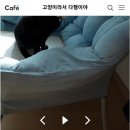 고양이 똥오줌묻은거 코인세탁소에서 빨래하는 캣맘들 이미지