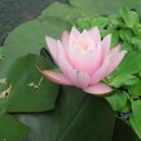 사랑의연못 이미지