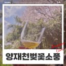 가사3교 - 정선군 | [양재천] 양재동 토박이가 알려주는 서울벚꽃명소 양재천(feat. 소풍(피크닉)명당, 공영주차장, 영동3교)