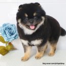 핑크펫샵 이미지