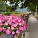 금산천 데크길 이미지