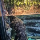 야놀자뽑기샵 | 롯데월드 아쿠아리움 덕후의 잘 즐기는 방법 생태설명회 시간부터 꼭 봐야 하는 것들 총정리