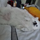 작은언니네 이미지