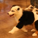 밸런스독 이미지