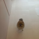 #the예쁘개 이미지