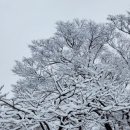 눈꽃 - 전주시 완산구 봉곡로 119 | 눈꽃