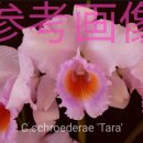 Cattleya schroederae 'Tara' 이미지