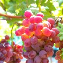 김재호 농장 이미지