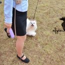 CAFE THE DOG 이미지