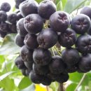 화산농원 이미지