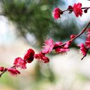 봄마중(2월에는) 이미지