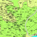 금천리 이팝나무 이미지