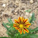 가자니아 이미지