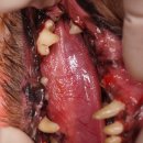 Dr.DOG 동물의료센터 이미지