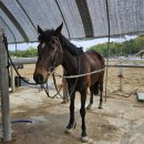 엘리트 승마스쿨 이미지