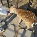 유일사슴목장 이미지