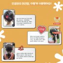 머리사랑 | 인공와우 머리망 만들기 비대면 봉사활동 후기 / 사랑의 달팽이