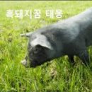 까만돼지 이미지
