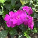 방충농장 | 달랏 카페 인생샷 가능한 유럽 감성 Le Petit Jardin Dalat