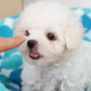보송보송 이미지