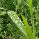 아침이슬 이미지