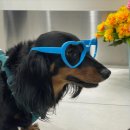 장자호수공원(반려견놀이터) 이미지