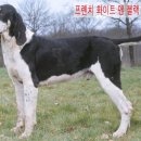 화이트앤 네이버블로그