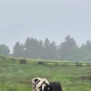 혜선목장 이미지