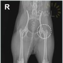 솔 동물의료센터 이미지