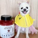 바이헬씨 | 강아지알러지사료 추천 노령견 사료 케어바이 헬씨포뮬러 후기