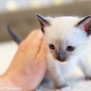 전주강아지분양 고양이분양 24시 데려가개 전주점 | 가족이 되는 첫걸음 전주강아지분양 고양이분양 24시데려가개 전주점