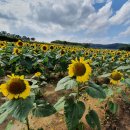 연천 장남 통일바라기 축제 이미지