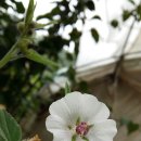 꽃이야기