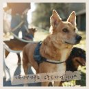 (단기)반려동물 펫시터(자격증) 이미지