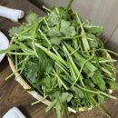 대덕로스 이미지