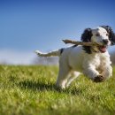 부평 모모 동물병원 이미지