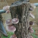 고지내농장