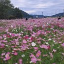 하동북천코스모스메밀꽃 영농조합법인 이미지