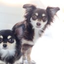 멍분의 멍 이미지