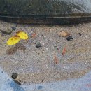 물속풍경 이미지