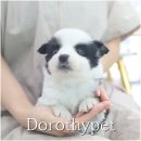 남일호텔 | 나주강아지입양 남일 같았던 하루