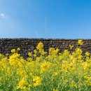 옛스러운꽃