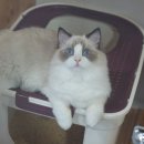 고양이분양은 노블캣 랙돌놀숲분양캐터리 대전점 이미지