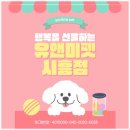 유앤미 | 🐩 광명 푸들 분양 후기 – 유앤미펫 방문기